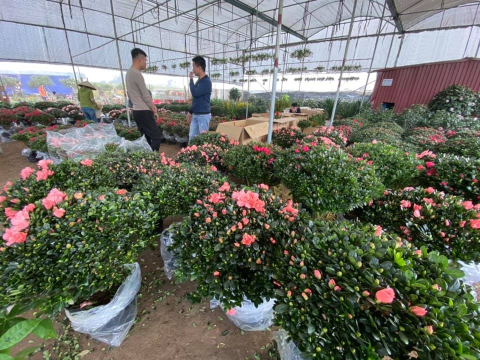 Hoa đỗ quyên được nhiều khách hàng tìm mua, mỗi chậu hoa tuỳ loại nhỏ - to có giá từ 100.000 đồng - 1,5 triệu đồng.