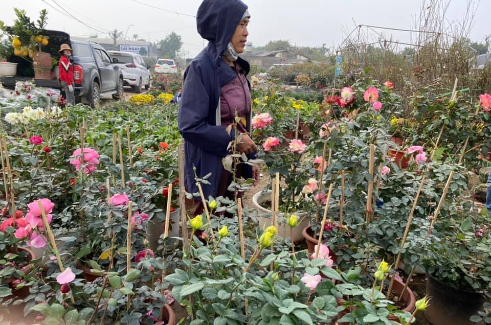 Giá mỗi chậu hồng từ 100.000 đồng đến hàng chục triệu đồng. Thường khách đến xem là mua ngay vì giá cả phải chăng, hoa đang đến kỳ bung nụ, kịp nở chơi Tết.
