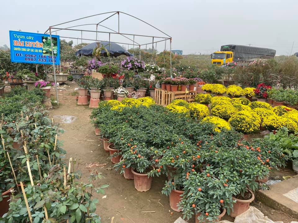 Vườn cây cảnh nhà chị Luyên có hàng chục loại hoa khác nhau. Mấy ngày gần đây, xe biển tỉnh Thanh Hoá, Nghệ An về lấy sỉ hoa khá nhiều, nên nhà chị luôn phải bổ sung hoa từ các vườn khác về đáp ứng cho nhu cầu của khách.