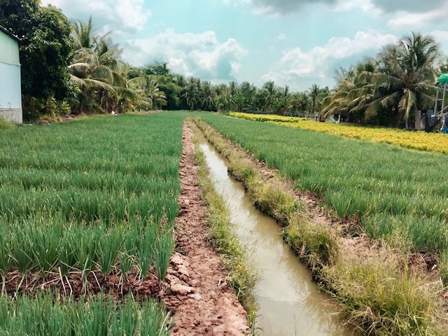 Hành lá sử dụng Đạm Phú Mỹ KeBo cho năng suất và hiệu quả cao hơn so với trồng ở ruộng đối chứng