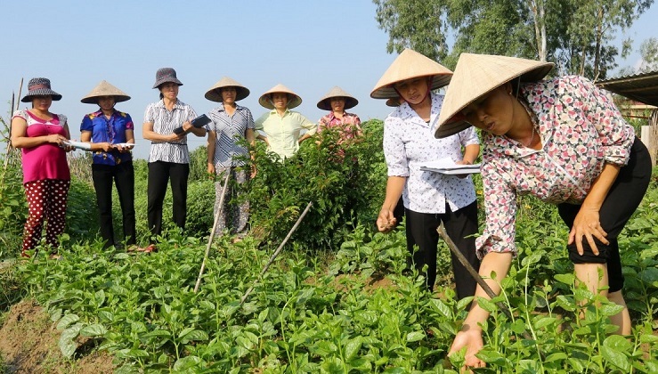 Sản xuất rau hữu cơ tại HTX Thanh Xuân ngày càng thu hút được người dân tham gia.