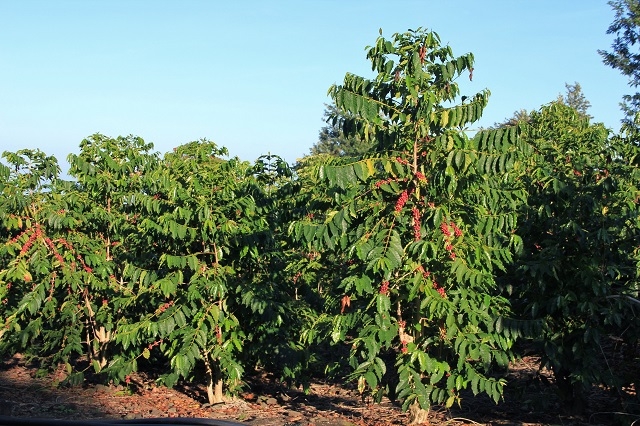 Vườn cà phê sử dụng Đạm Phú Mỹ KeBo cho năng suất và hiệu quả cao