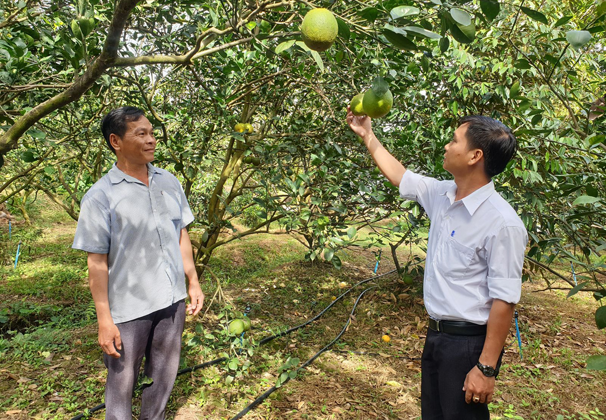 Xã sẽ tiếp tục đẩy mạnh hỗ trợ các hộ phát triển mô hình trồng cây ăn quả theo hướng VietGAP (Ảnh TL).