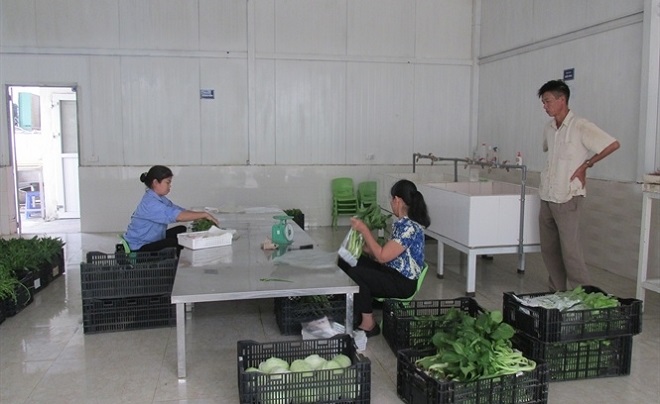 Rau được thu hoạch và sơ chế tại chỗ nhằm bảo đảm chất lượng.