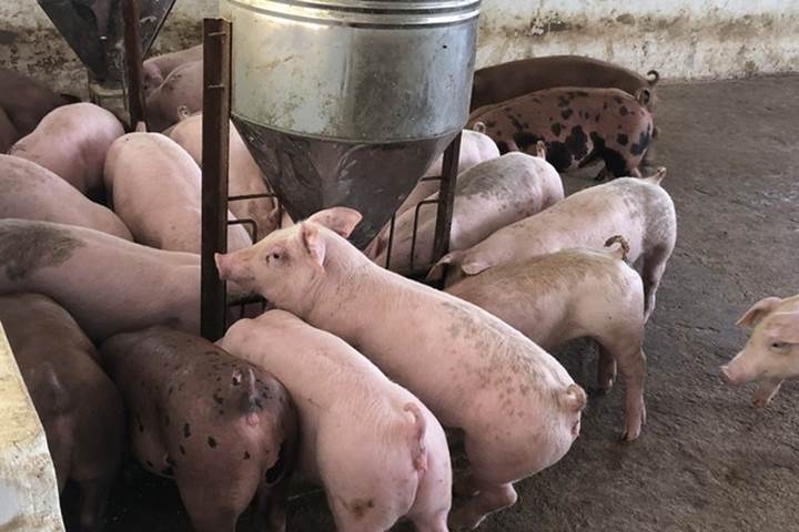 Giá lợn hơi ngày 26/1 bất ngờ giảm mạnh tại nhiều tỉnh thành.