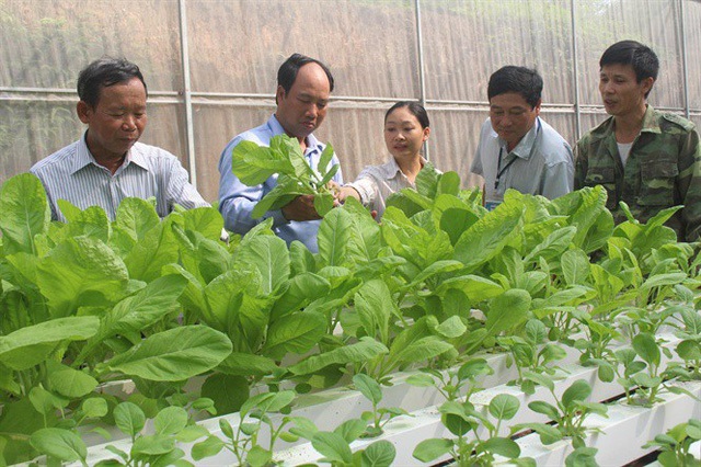 Thủy canh là một trong những phương pháp trồng rau hiện đại nhất hiện nay.