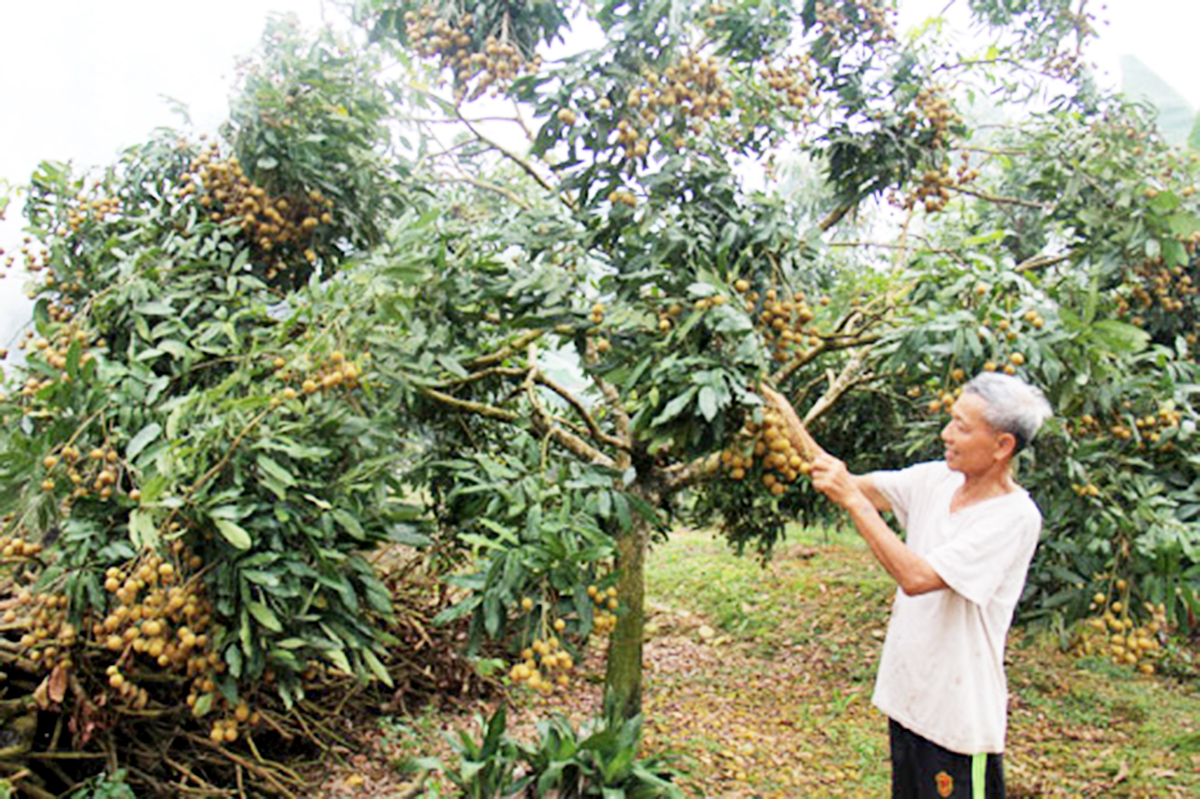 Nhãn chín muộn đang là cây trồng chủ lực của xã Phúc Thuận (Ảnh TL).