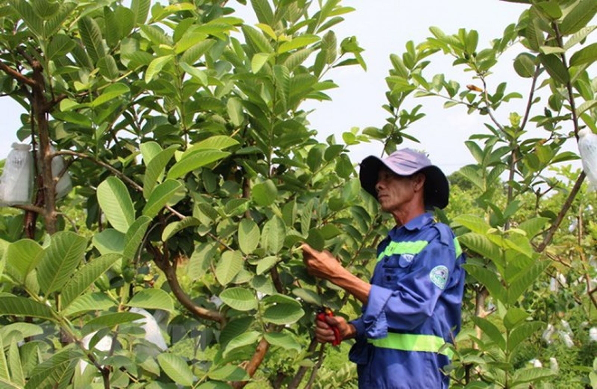 Bên cạnh cây nhãn, các loại cây trồng thế mạnh khác cũng sẽ được xã chú trọng phát triển (Ảnh TL).