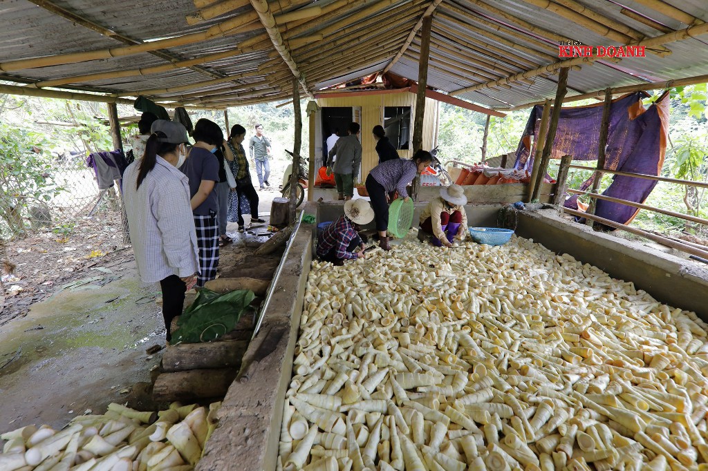 Xưởng sơ chế măng còn thô sơ, chỉ đáp ứng phần nhỏ nguyên liệu.