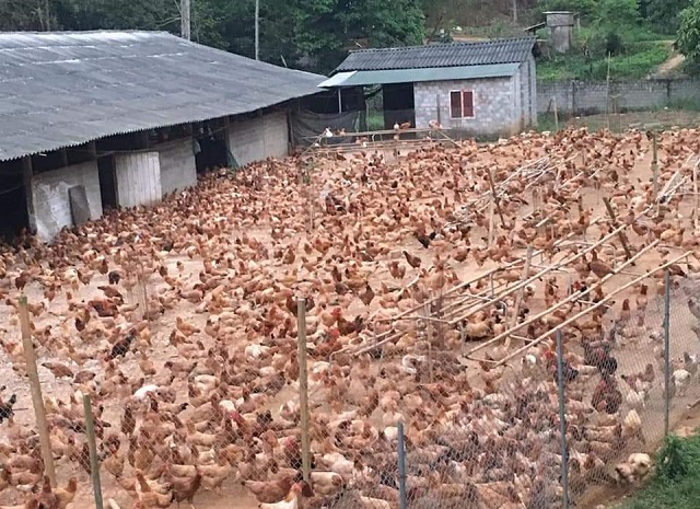 Trang trại nuôi gà của HTX Xuân Tiến.