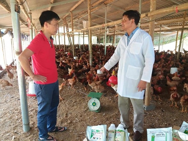 HTX được ngành chức năng hướng dẫn cách sử dụng chế phẩm sinh học trong quá trình nuôi gà.