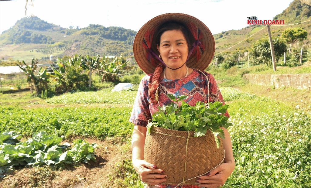 Chị Nguyễn Thị Tâm, giám đốc HTX cho biết cần tây là sản phẩm được các doanh nghiệp dược liệu ưa chuộng.