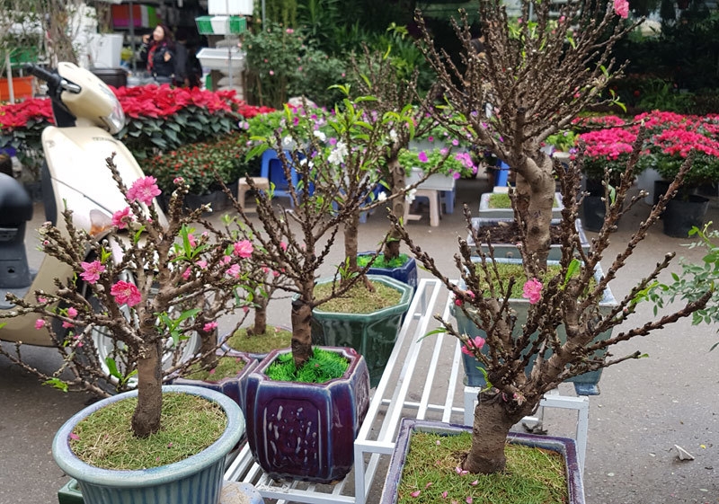 Đào thất thốn mini giá từ 3 - 5 triệu đồng nhưng vẫn cực kỳ đắt khách.