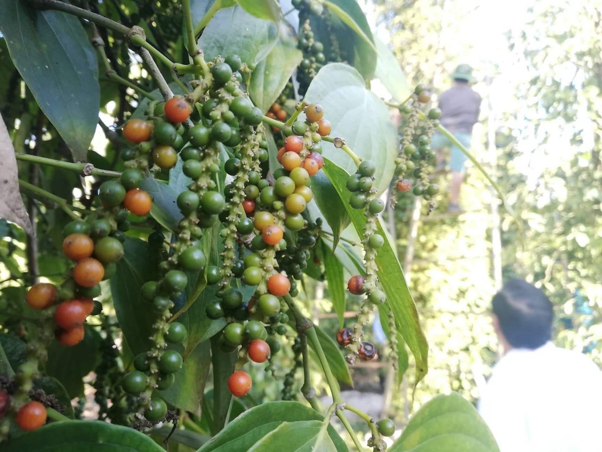 Giá tiêu ngày 27/1 giữ ổn định so với hôm qua.