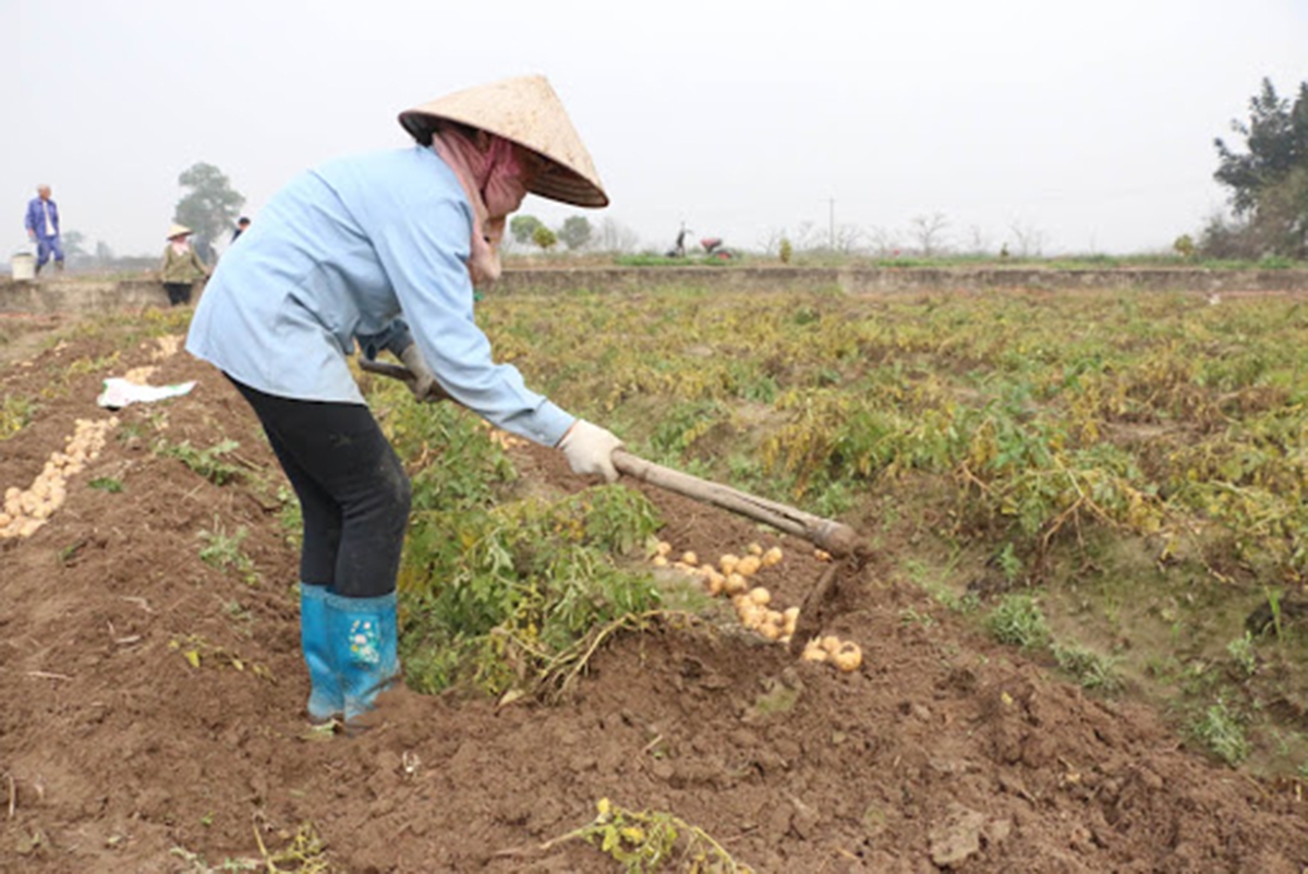Chất lượng là chìa khóa để khoai tây Bình Dương vươn xa hơn (Ảnh TL).