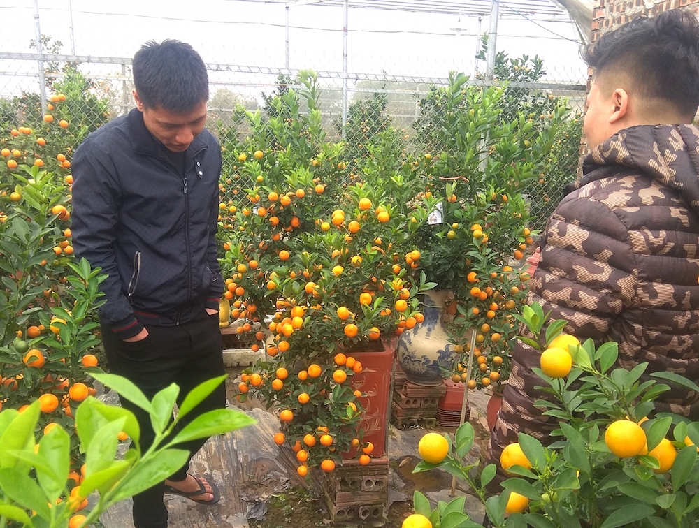 Nhiều nhà vườn cho biết đã bán tới 80% cây quất cảnh trong vườn.