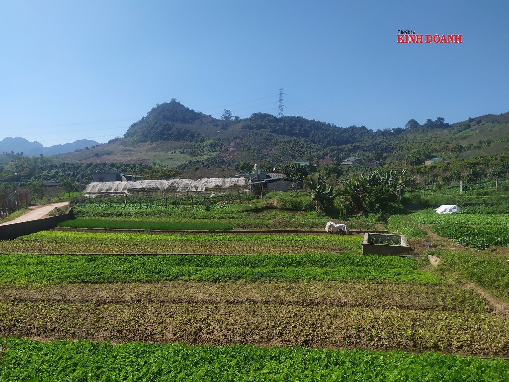 Tổng diện tích canh tác của HTX là 15ha.