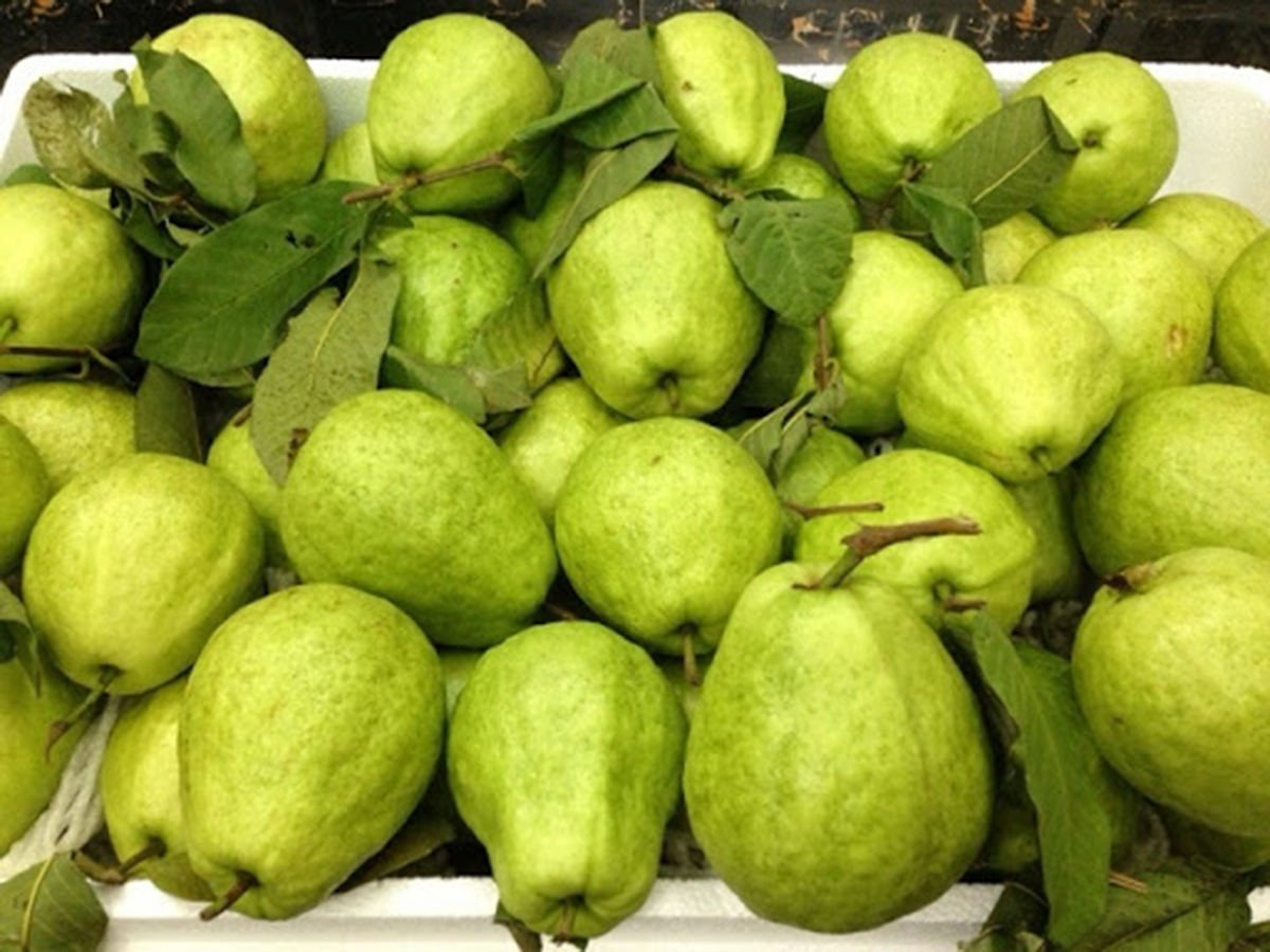 Nhờ sản xuất sạch, thương hiệu ổi lê Tân Yên ngày càng được nâng lên (Ảnh TL).