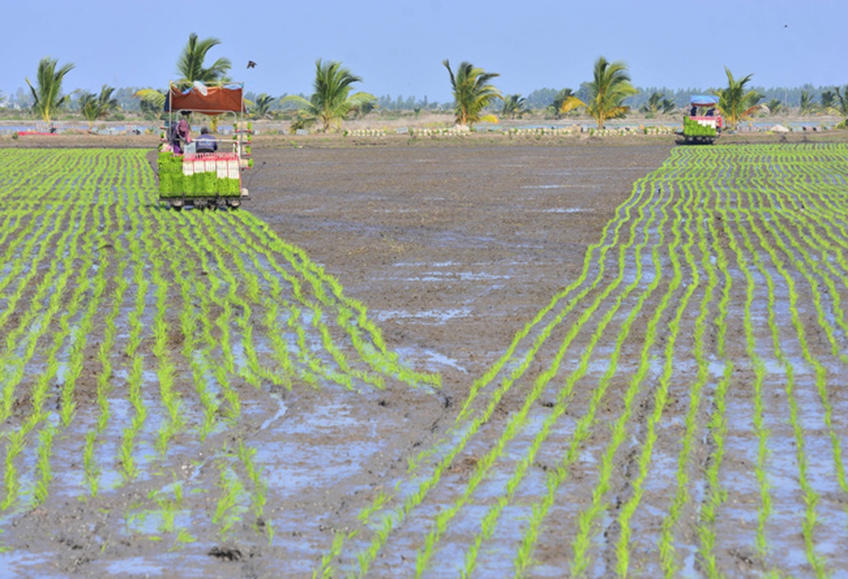 Nam Thái Sơn đang phát triển mạnh cánh đồng lớn (Ảnh TL).