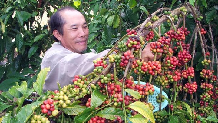Giá cà phê ngày 28/1 tăng 100 đồng/kg so với hôm qua.