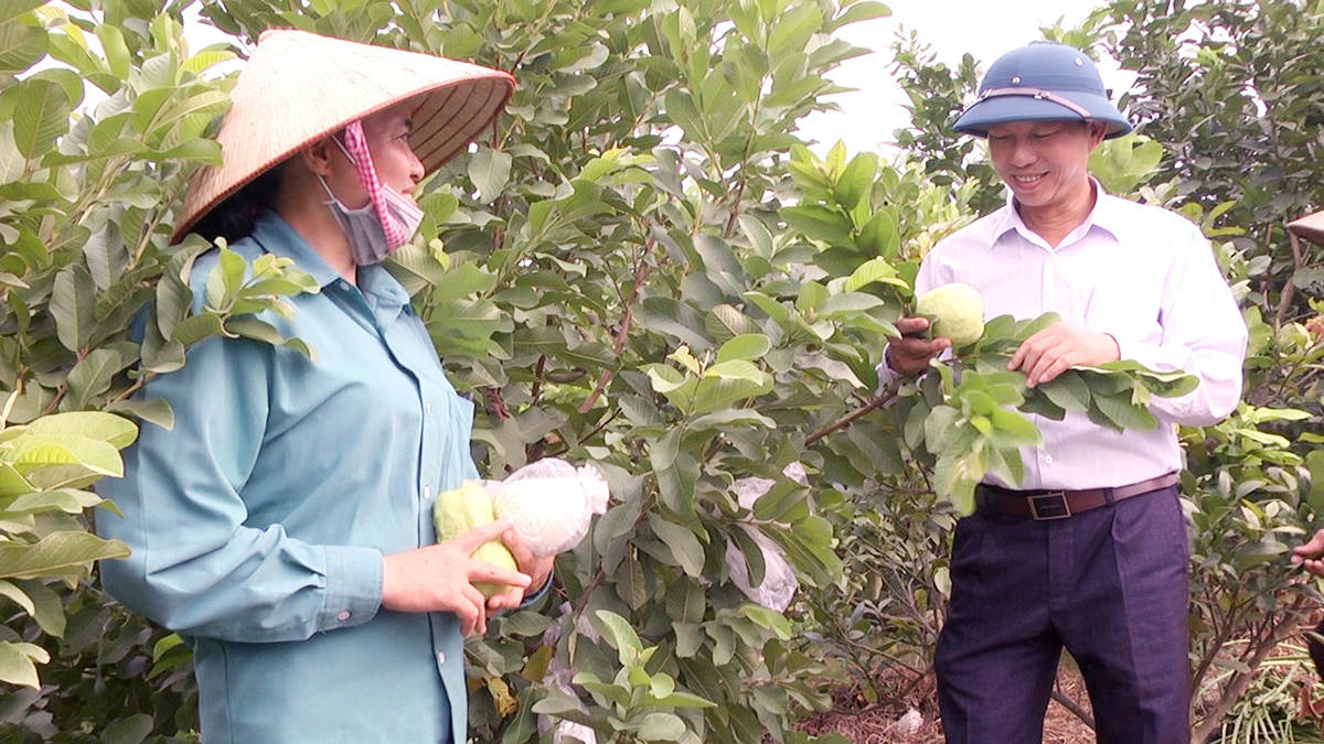 Ổi lê Tân Yên đang phát triển theo quy trình VietGAP (Ảnh TL).