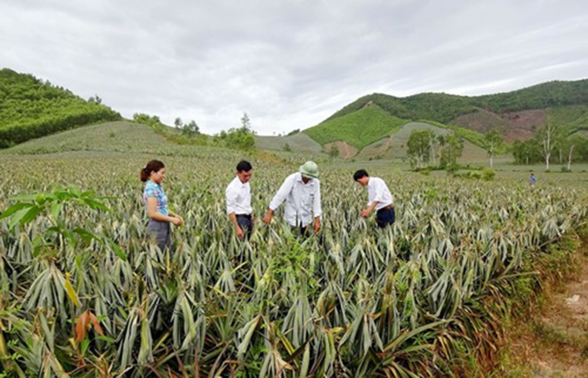 Huyện sẽ tiếp tục nâng cao vai trò của HTX trong liên kết, hình thành chuỗi giá trị (Ảnh TL).