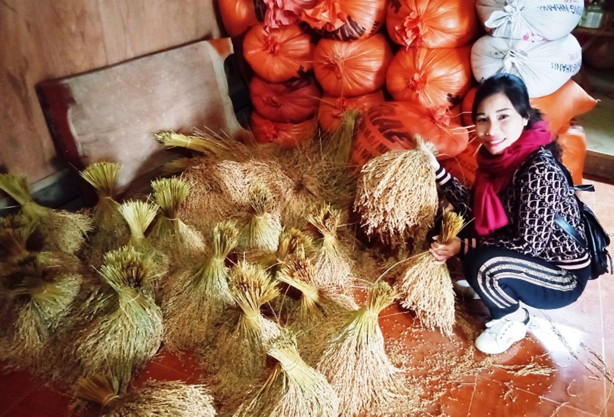 Lúa nếp hữu cơ là một trong những sản phẩm thế mạnh của HTX (Ảnh TL).