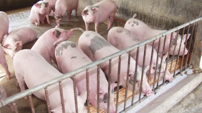 Giá lợn hơi ngày 29/1 tiếp tục giảm.