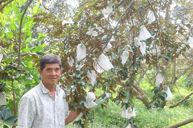 Thực hiện bao trái bằng túi chuyên dụng giúp bảo đảm chất lượng quả vú sữa đến khi thu hoạch.