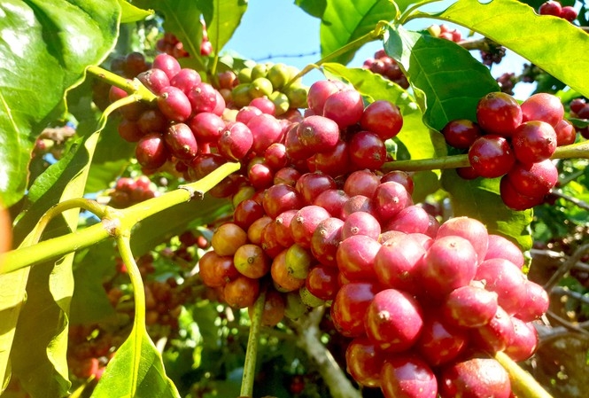 Giá cà phê ngày 30/1 đồng loạt tăng 200 - 300 đồng/kg.
