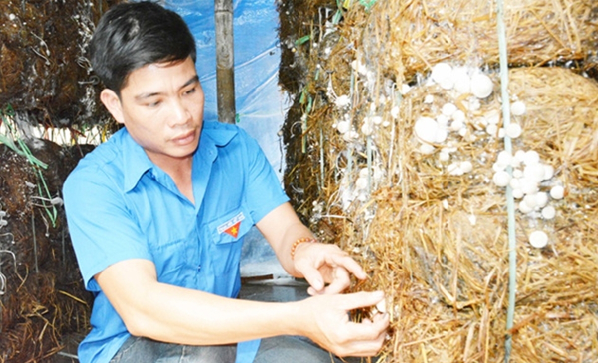Mô hình trồng nấm sạch mở hướng đi mới cho người dân xã Y Tờ Mốt nâng cao thu nhập (Ảnh TL).