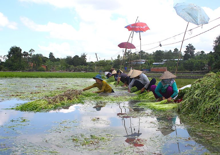Rau cần nước huyện Thống Nhất được ưa chuộng trên thị trường nhờ sản xuất sạch (Ảnh TL).