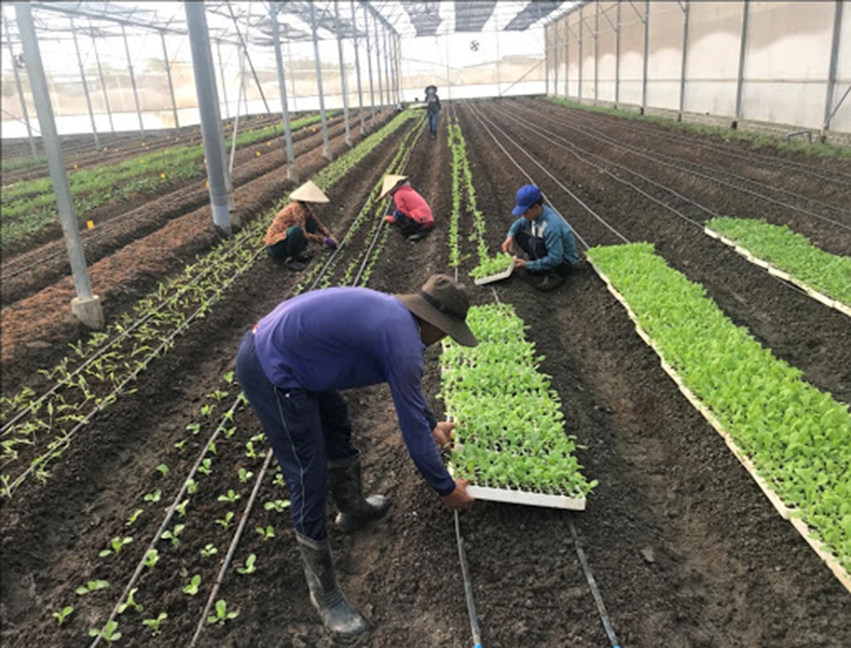 Sản xuất sạch giúp nâng cao hiệu quả trồng rau (Ảnh TL).