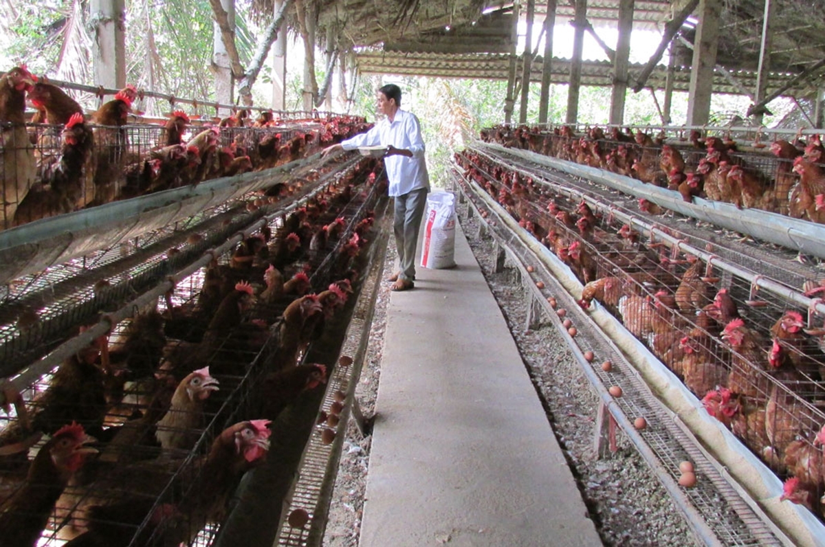 Nuôi gà hữu cơ thường cho chất lượng cao, được thị trường ưa chuộng (Ảnh TL).