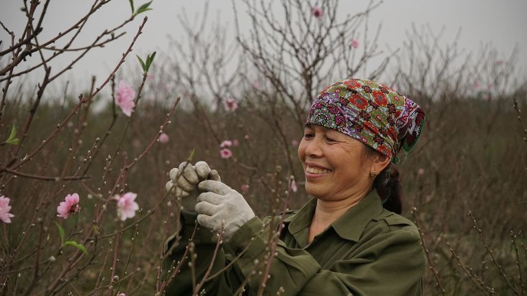Người dân Sa Cát yên tâm trồng đào cảnh vì có THT hỗ trợ sản xuất.
