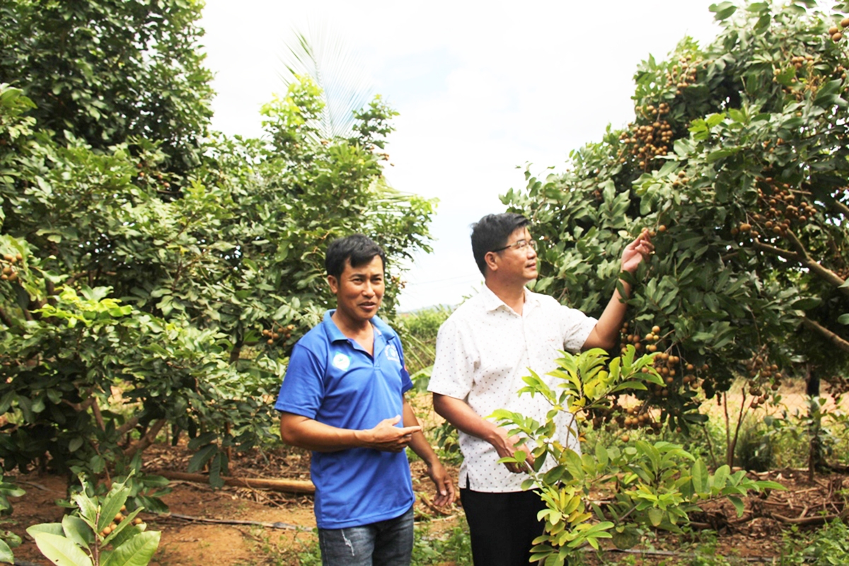 Liên kết giúp các hộ nâng cao hiệu quả sản xuất (Ảnh TL).