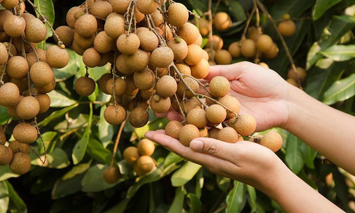 Sản xuất hữu cơ giúp trái nhãn có giá trị cao hơn (Ảnh TL).