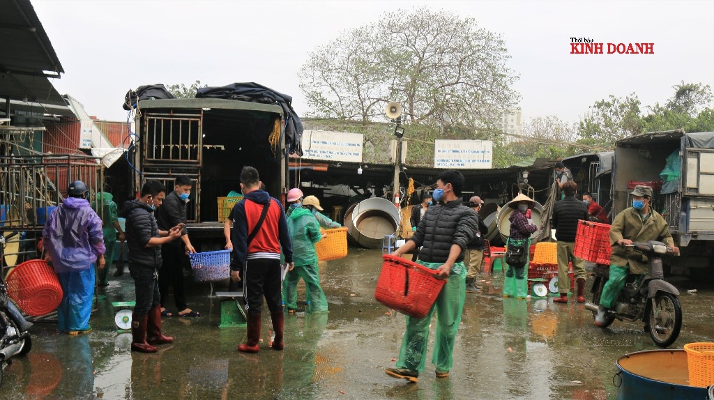 Các loại cá chép cúng ông Công, ông Táo chủ yếu được nuôi ở Hải Dương, Vĩnh Phúc, Phú Thọ...