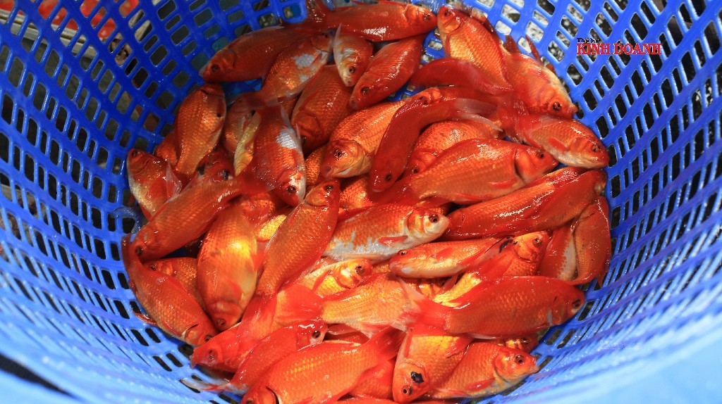 Cá chép Tam Dương, loại cá đẹp nhất được bán với giá từ 270-300 nghìn đồng/kg.