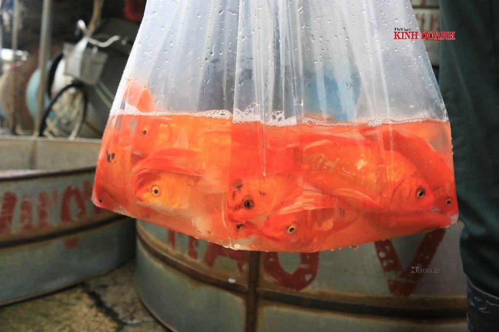 Theo kinh nghiệm của tiểu thương nên chọn những con cá đuôi dài, mắt sáng, bơi khỏe, lặn sâu.