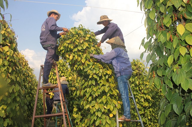Giá tiêu ngày 4/2 giữ ổn định so với hôm qua.