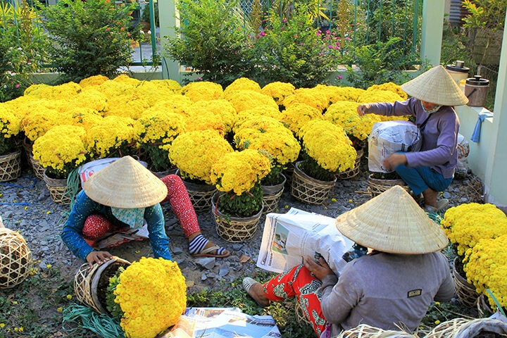 Xuân về, các thành viên và người dân nhộn nhịp thu hoạch hoa cung cấp ra thị trường.