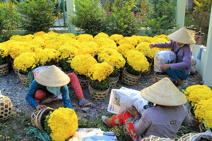 Xuân về, các thành viên và người dân nhộn nhịp thu hoạch hoa cung cấp ra thị trường.