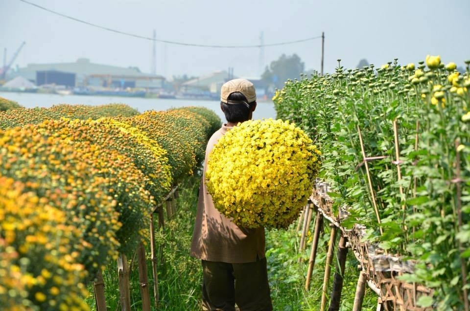 Áp dụng khoa học kỹ thuật giúp hoa có chất lượng cao hơn.
