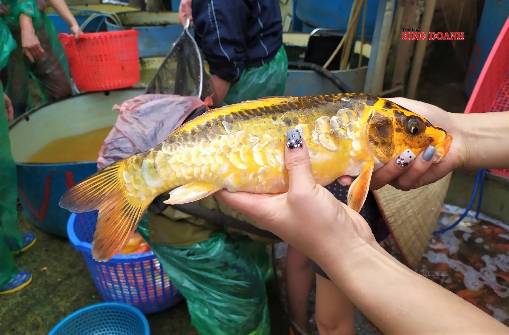 Cá koi lai sinh trưởng và nhân giống nhanh, nhiều con có trọng lượng lên tới 0,5kg.