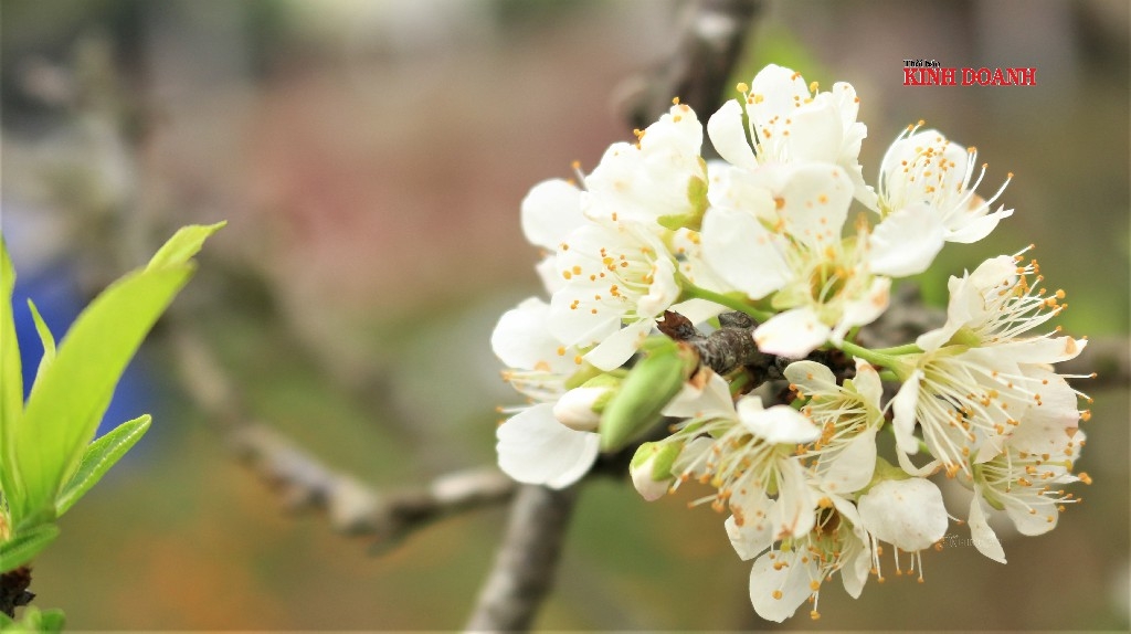 Hoa mận Tây Bắc cũng được người dân Thủ đô săn lùng vì hàng khá ít.