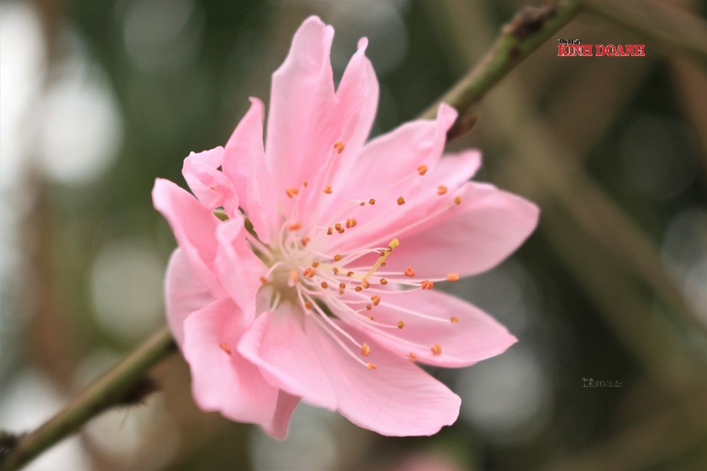 Đào phai vẫn là một loại đào được người dân ưa chuộng vì màu sắc hài hòa, cánh hoa mỏng manh và thoang thoảng mùi thơm.