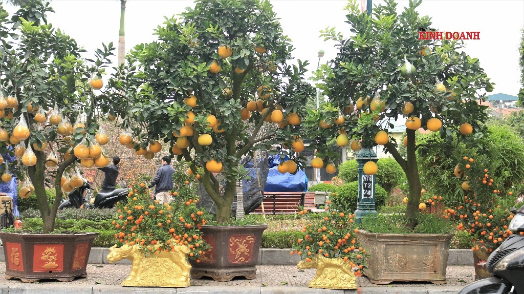 Các chậu bưởi cảnh khổng lồ, lúc lỉu gần trăm quả có giá trung bình từ 20-30 triệu đồng/chậu.