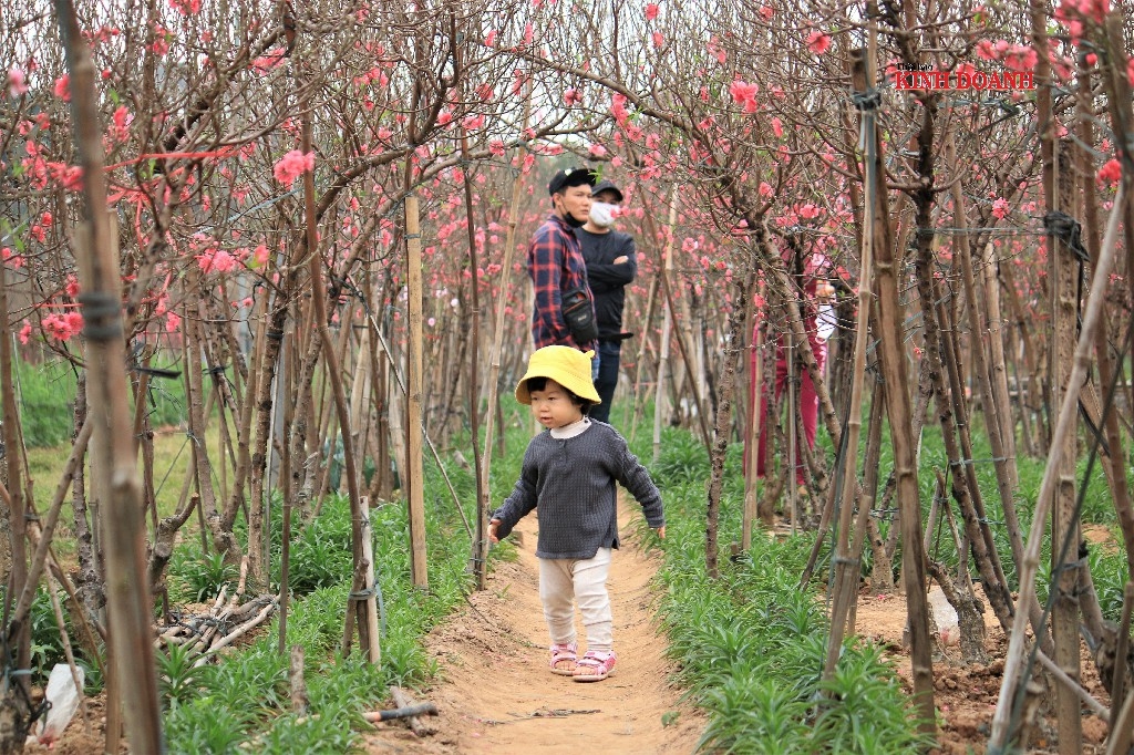 Bà Hữu, chủ một vườn đào chia sẻ, gia đình bà vừa gửi vài trăm cành vào TP. Hồ Chí Minh, giá hiện trung bình từ 1,5-3 triệu cho cành đào huyền, dáng đào này được ưa chuộng trong các chung cư năm nay.