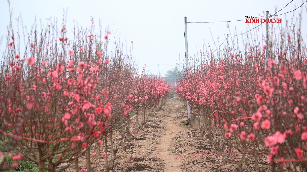 Thủ phủ đào Nhật Tân rực rỡ sắc xuân, thời tiết năm nay khá thuận nên các vườn đào nở đúng dịp Tết. Dịch Covid-19 bùng phát nhưng thị trường đào vẫn khá ổn định, đào được chuyển đi TP. Hồ Chí Minh, Đà Nẵng, Bình Dương cùng người dân miền Nam đón Tết.